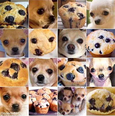 chihuahua or muffin ai